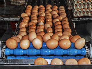 Egg Roller Conveyor.jpg